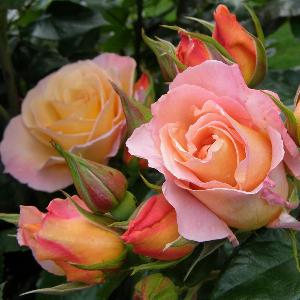 English Rose Plant C744315