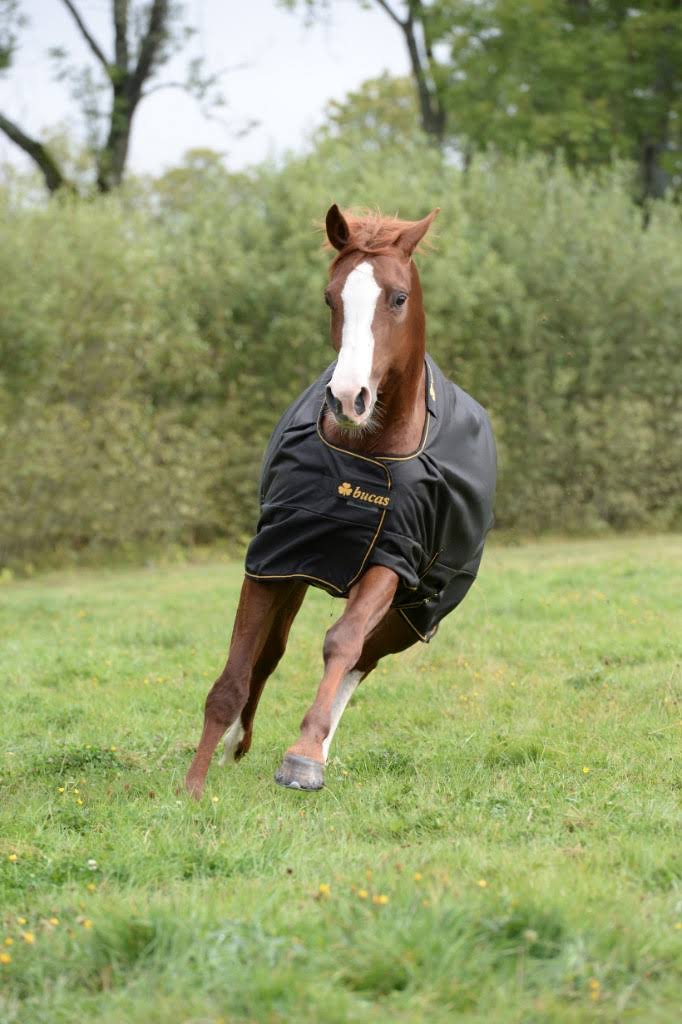 Black Turnout L982375