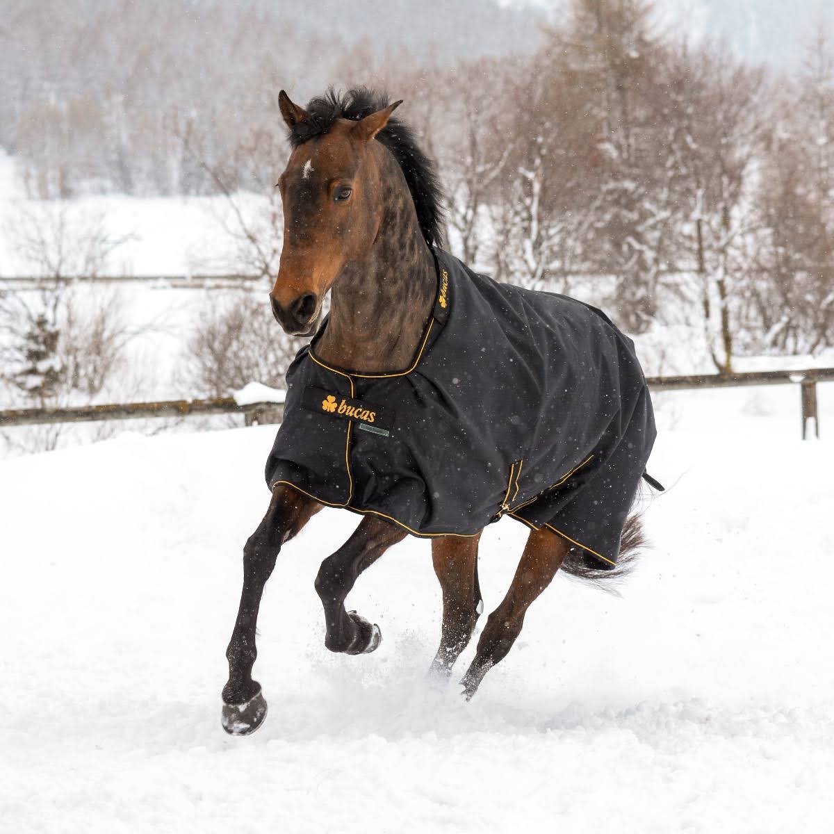 Black Turnout L982375