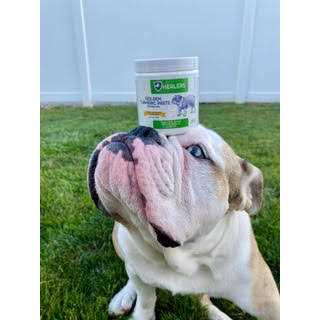 Turmeric Paste Mix Pet Supplies N1343