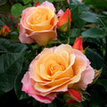 English Rose Plant C744315