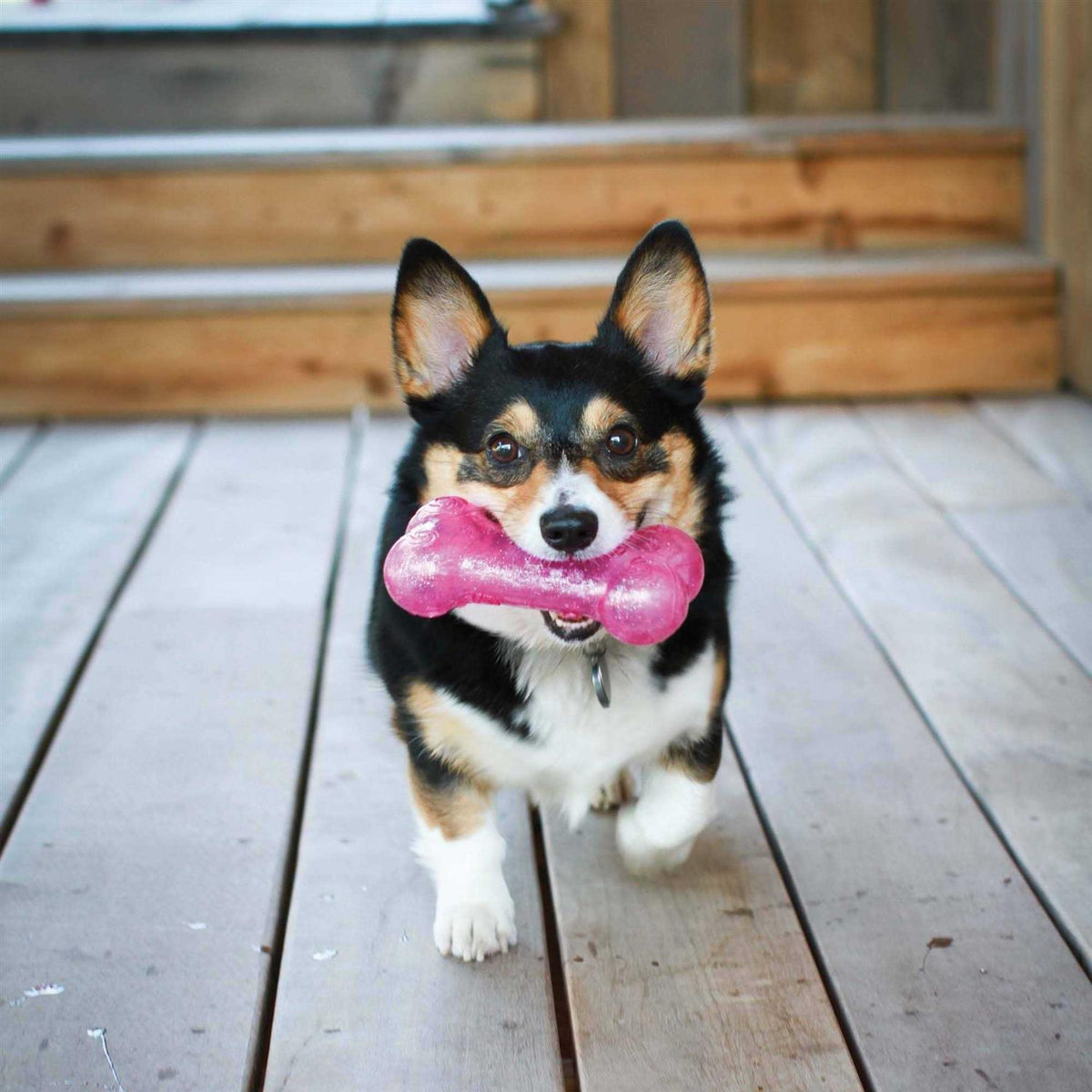 Bone Dog Q35081