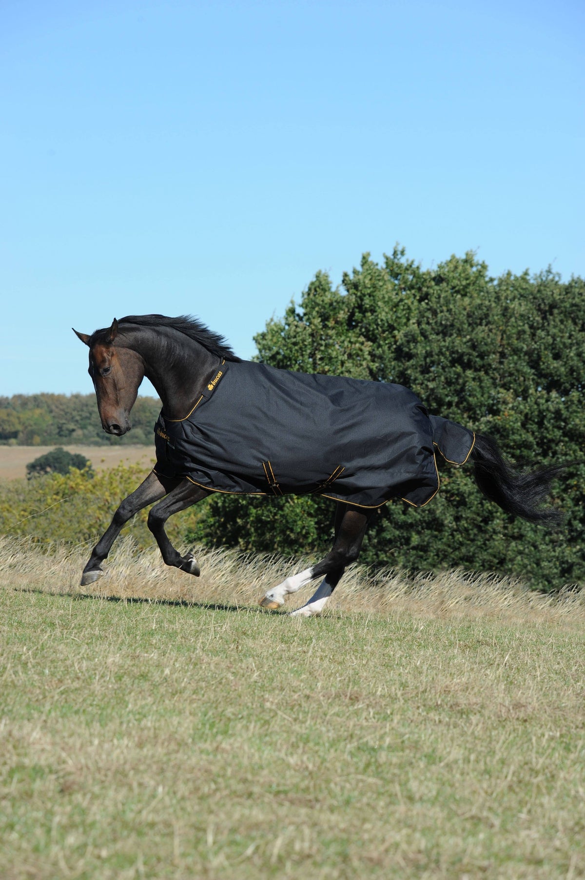 Black Turnout L982375