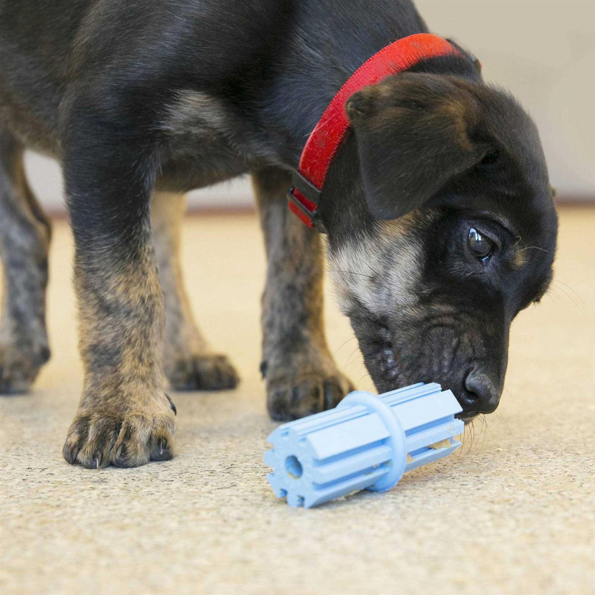 Dog Toy Puppy Teething Stick Z5973