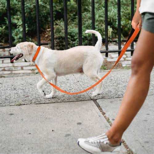 Reflective Nylon Adjustable Dog Collar with Quick Release Buckle E26992