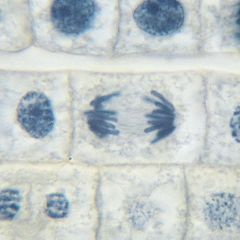 Microscope Slide Set D49937