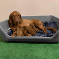 Whelping Dog Box E685585