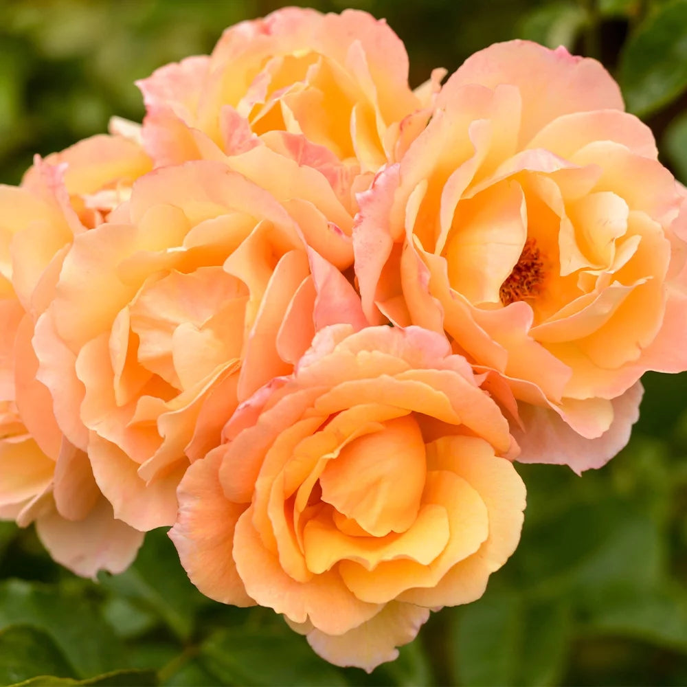 English Rose Plant C744315