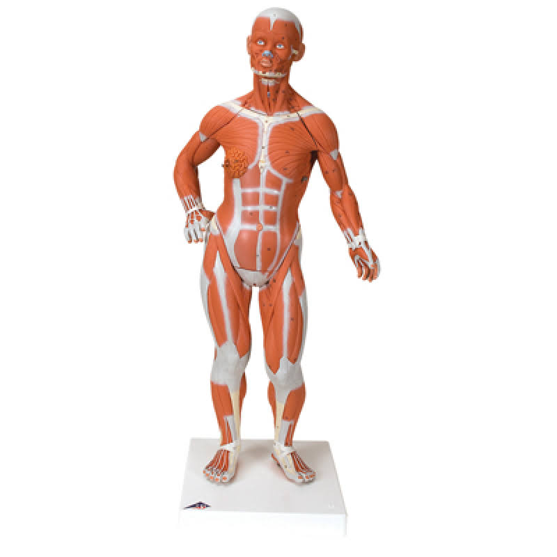 1/3 Life-Size 2-Part Muscle Figure E93845