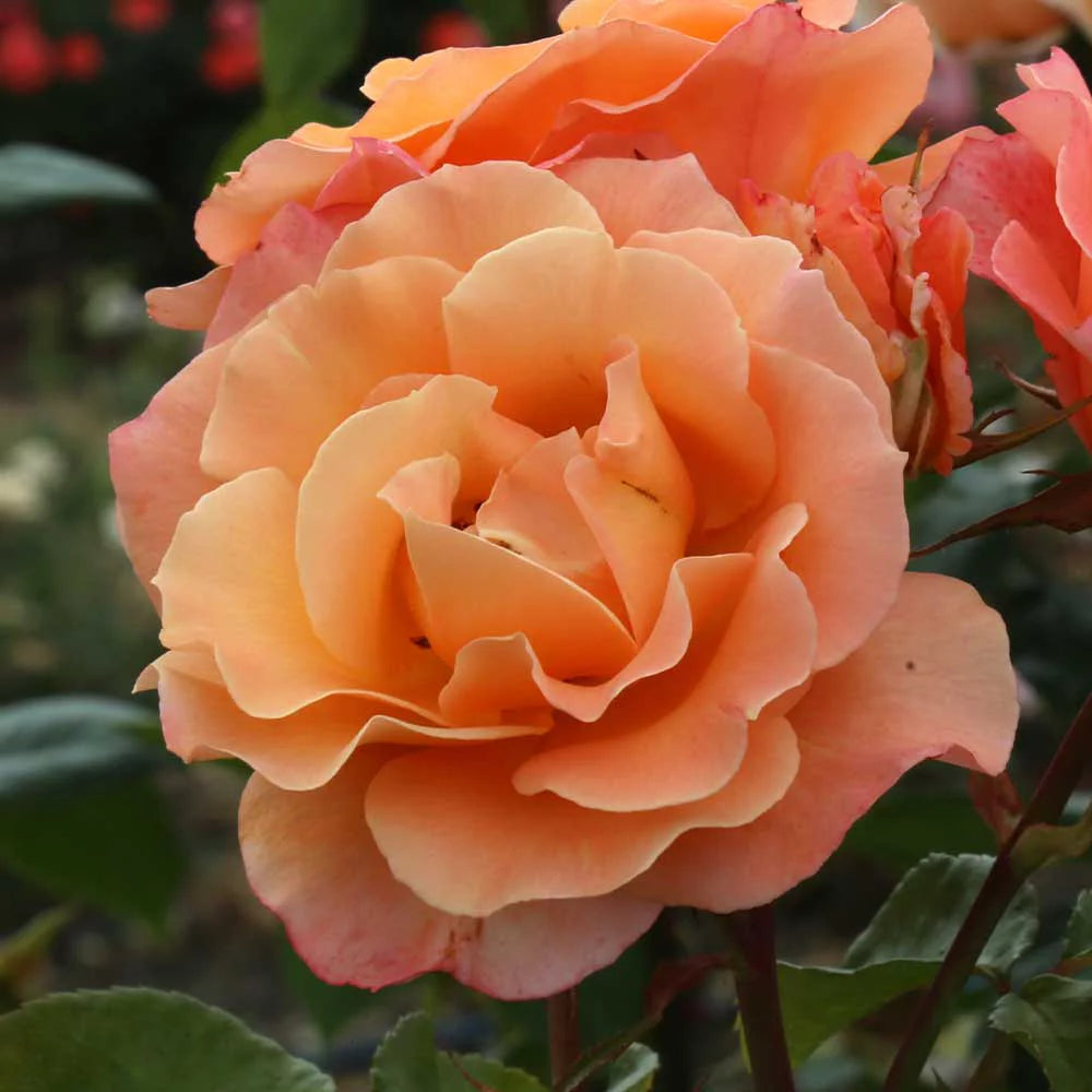 English Rose Plant C744315