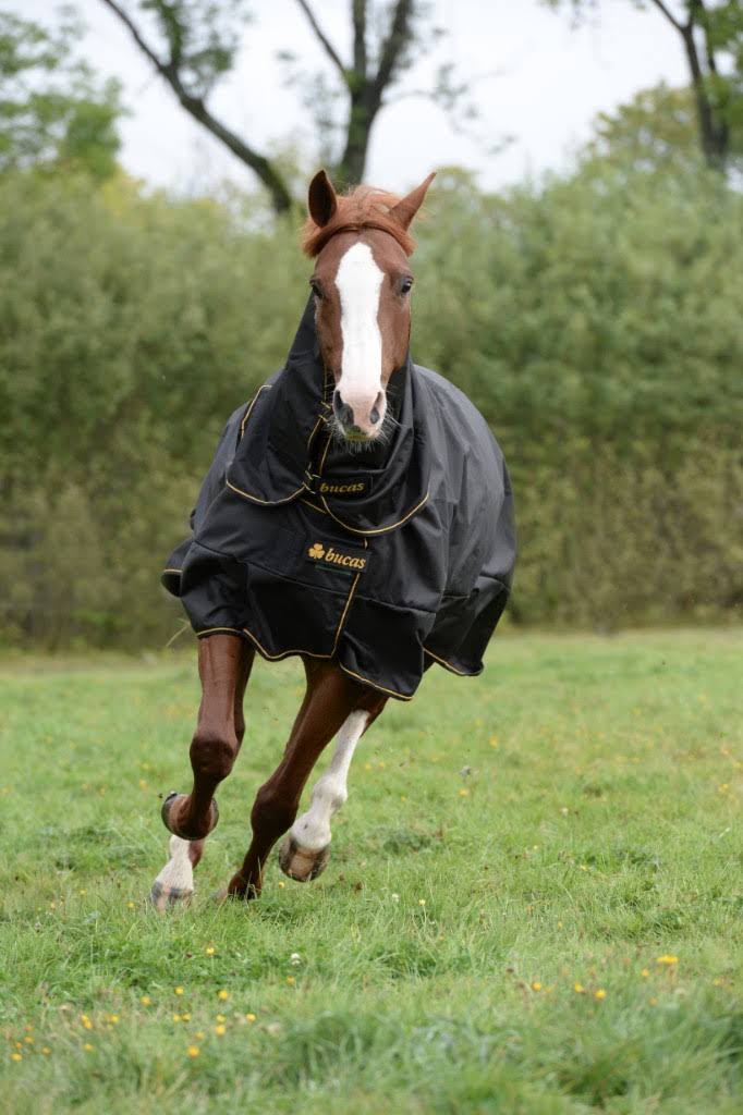 Black Turnout L982375