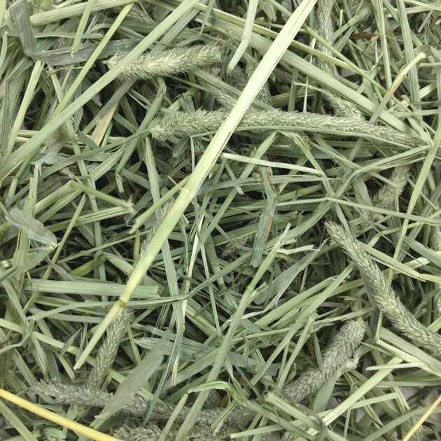 Western Timothy Hay L654