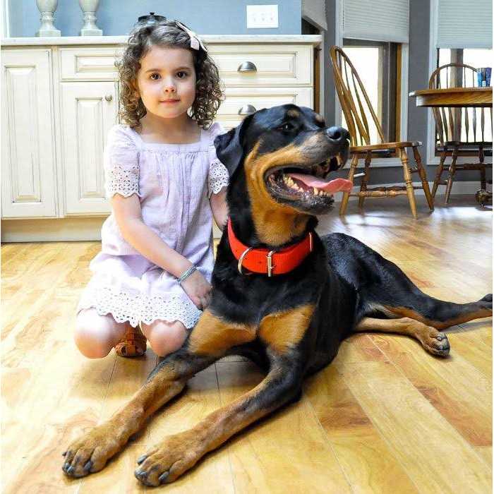Black Nylon Dog Collar A262589