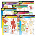 Learning Chart Combo Pack, The Human Body, 17" x 22", 7 Per Pack E161121