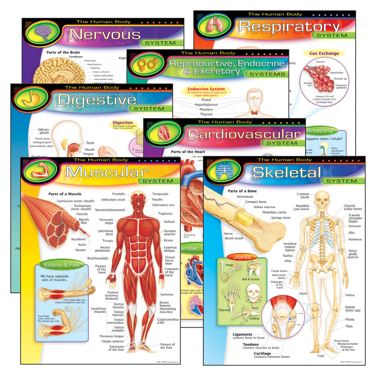Learning Chart Combo Pack, The Human Body, 17" x 22", 7 Per Pack E161121