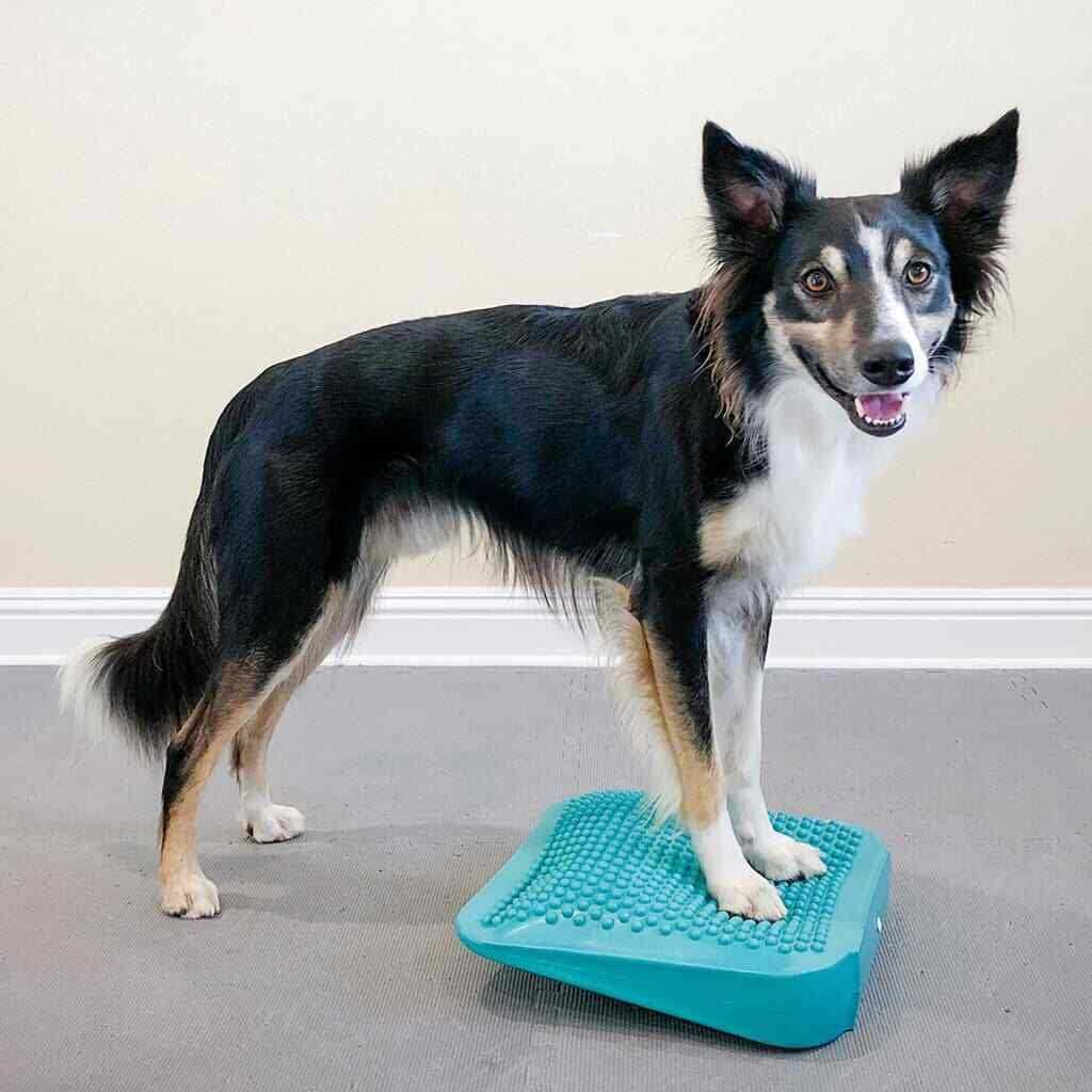 Pet Supplies Ramp G108567