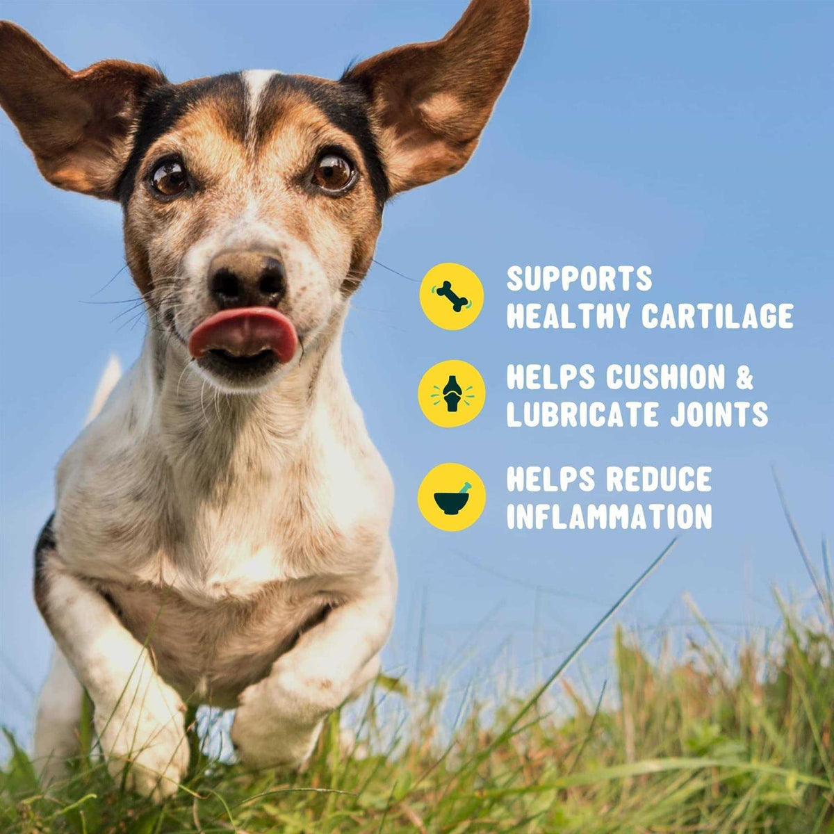 Glucosamine for Dogs Hip and Joint Supplement with Chondroitin Y96662
