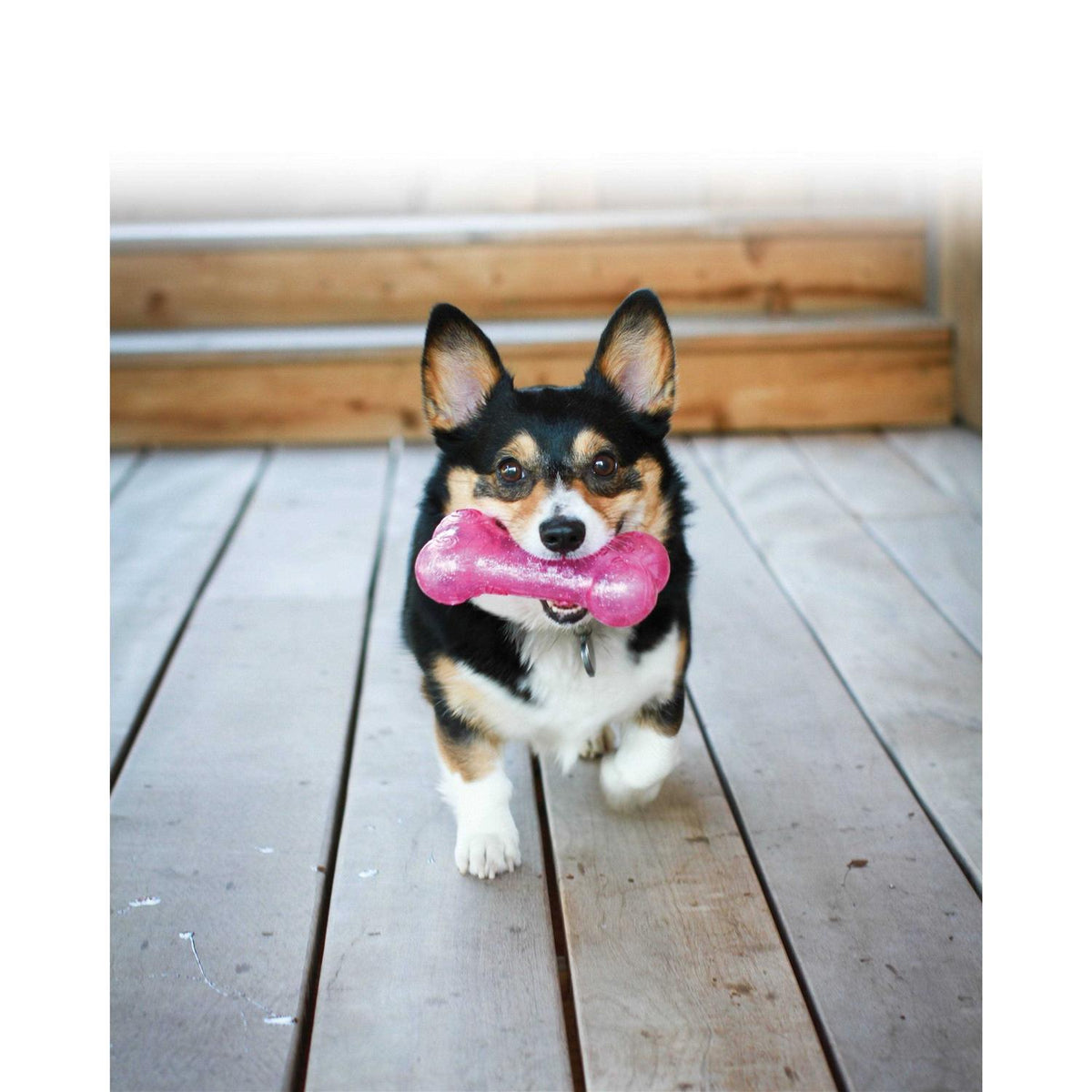 Bone Dog Q35081