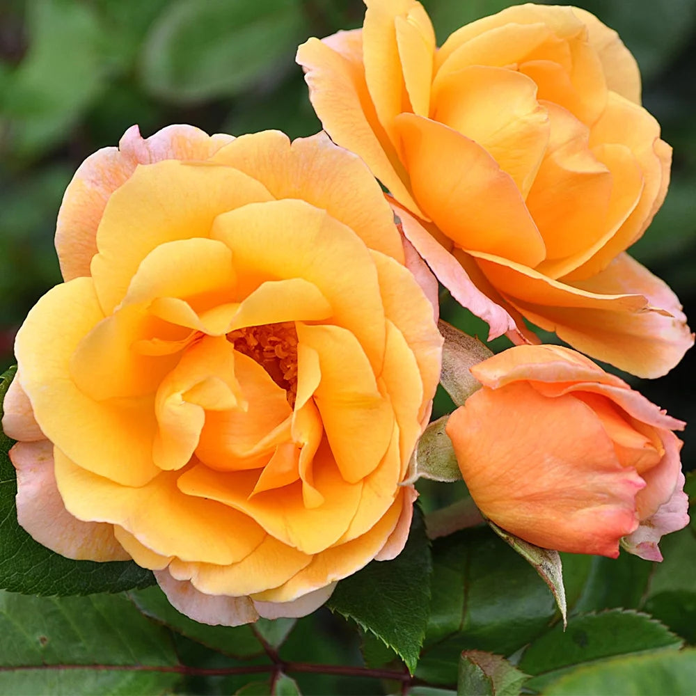 English Rose Plant C744315